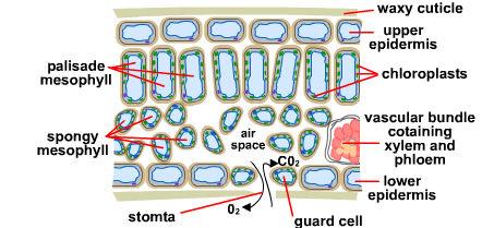They require oxygen for respiration and carbon dioxide for photosynthesis. The gases diffuse into stomata. From these spaces they will diffuse into the cells that require them.