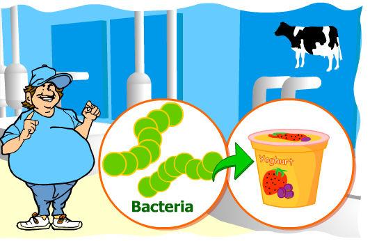 Biology Form 4 Page 21 Ms. R. Buttigieg d. Yoghurt Milk is pasteurised, and then certain types of bacteria (like Lactobacillus) are added to the milk to ferment it.