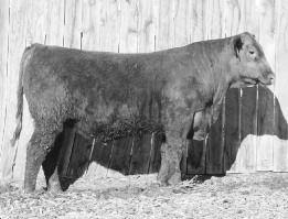 01 Take this bull home and let him help you get reacquainted with your pillow next calving season with his combination of low 94 birth weight ratio and top 30% CED and 8% BW EPDs.