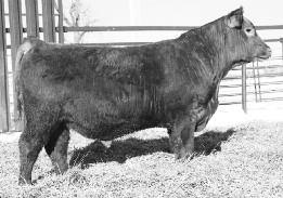 16 0.04 If you don't retain interest in your steers and market on the grid you might want to start if you get this guy bought.