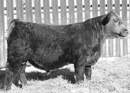 406 OS LADY LUCK 60F 1300 13 0.7 9 76 118 0.46-0.02-0.03 0.26 140 80 23 62 41 These Profitbuilders are some good rips aren't they. We have a large hybrid sire group by him for a reason.