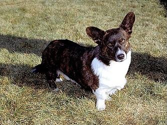Cardigan Welsh Corgi KC Breed Standard: All Acceptable colours are blue merle, brindle, red, sable, tri colour with brindle points and tri colour with red points.