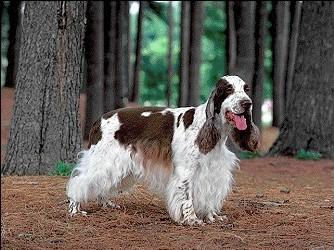Cocker Spaniel KC Breed Standard: Solid colours: Black; red; golden; liver (chocolate); black and tan; liver and tan. No white allowed except a small amount on chest.