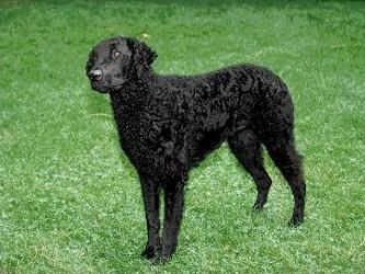 Curly-Coated Retriever KC Breed Standard: Black or liver Presence of black and liver coat colours, and black or brown nose. Two colours are acceptable: black or liver. Either colour is correct.