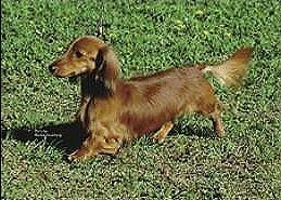 Dachshund (long, smooth, wire, miniature long smooth & wire) KC Breed Standard: All colours permitted but no white permissible, save for a small patch on chest which is permitted but not desirable.