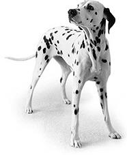 Dalmatian KC Breed Standard: Ground colour pure white. Black spotted having dense black spots, liver spotted, liver brown spots; not running together but round and well defined.