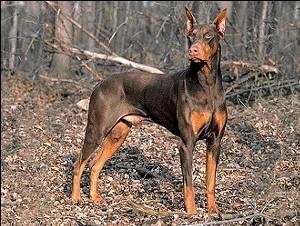 Dobermann KC Breed Standard: Definite black, brown, blue or fawn (Isabella) only, with rust red markings.