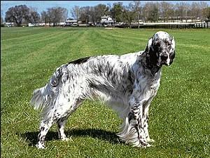 English Setter KC Breed Standard: Black and white (blue belton), orange and white (orange belton), lemon and white (lemon belton), liver and white (liver belton) or tricolour, that is blue belton and
