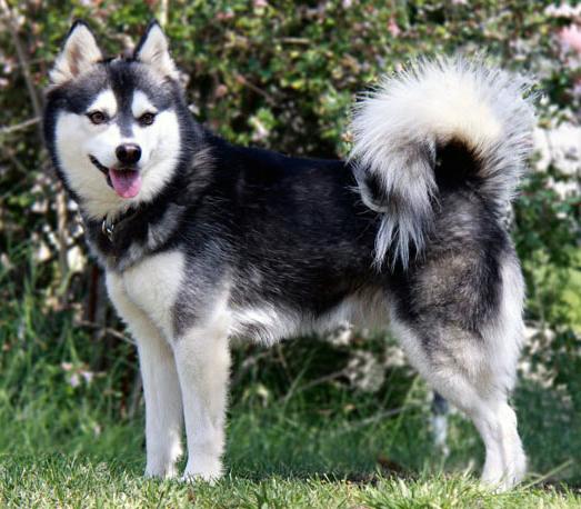 Alaskan Klee Kai UKC Breed Standard: All coat colours acceptable provided that the facial mask is distinct and clearly visible and there is a contrasting lighter colour on the dog's throat, chest,