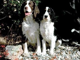 English Springer Spaniel KC Breed Standard: Liver and white, black and white, or either of these colours with tan markings. Presence of black or liver colours, and black or brown nose.