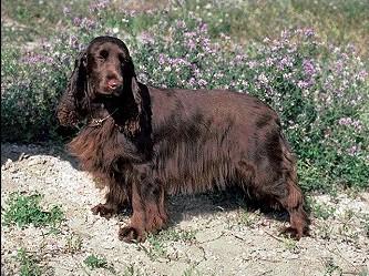 Field Spaniel KC Breed Standard: Black, black and tan, blue roan, blue roan and tan, liver, liver and tan, liver roan, liver roan and tan. In self coloured dogs, white or roan on chest is permissible.