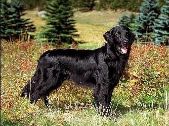 Flat-coated Retriever KC Breed Standard: Black or liver only. Presence of black, liver and yellow coat colours, and black and brown nose. The nose should be black on black and brown on liver.