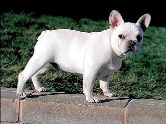 French Bulldog KC Breed Standard: The only correct colours are: Brindle; Fawn; Pied; Brindle Colour pattern caused by a mixture of black hairs and fawn hairs.