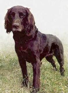 German Longhaired Pointer KC Breed Standard: Solid brown: white markings permissible especially on chest and feet. Dark brown roan: with varying sized brown patches, brown head with blaze or star.