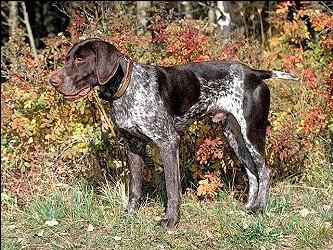 German Short-haired Pointer Solid liver, liver and white spotted, liver and white spotted and ticked, liver and white ticked, solid black or black and white same variations (not tricolour).