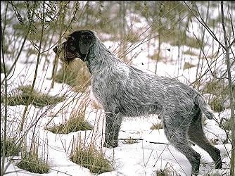 German Wirehaired Pointer KC Breed Standard: Liver and white, solid liver, black and white. Solid black and tricoloured highly undesirable.