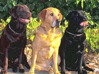 Labrador Retriever KC Breed Standard: Wholly black, yellow or liver/chocolate. Yellows range from light cream to red fox. Small white spot on chest permissible.
