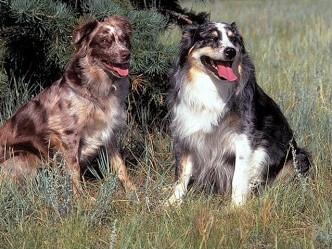 Australian Shepherd KC Breed Standard: Blue merle, black, red merle, red, all with or without tan points. All colours should be strong, clear and rich. White should not dominate the head.