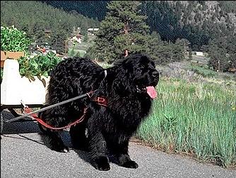 Newfoundland KC Breed Standard: Only permitted colours are: Black: dull jet black may be tinged with bronze. Splash of white on chest, toes and tip of tail acceptable.