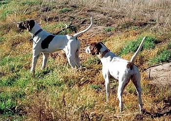 Pointer KC Breed Standard: Usual colours are lemon and white, orange and white, liver and white, and black and white. Self colours and tricolours are also correct.
