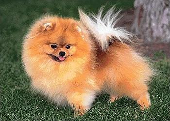 Pomeranian KC Breed Standard: All whole colours permissible, but free from black or white shadings. Whole colours are: white, black, brown, light or dark, blue as pale as possible.