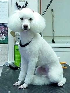 Poodle Miniature, Toy and Standard KC Breed Standard: All solid colours. White and creams to have black nose, lips and eye rims, black toenails desirable.