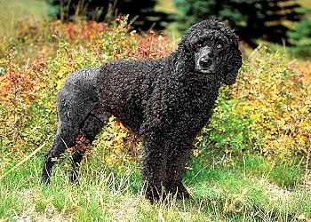 Portuguese Water Dog KC Breed Standard: Black, white, various shades of brown, black and white, brown and white. Skin bluish under black, white, and black and white dogs.