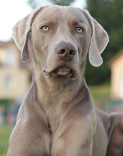 Weimaraner KC Breed Standard: The only correct colour is grey. Silver grey preferable. Shades of mouse or roe grey are acceptable; blending to lighter shade on head and ears.