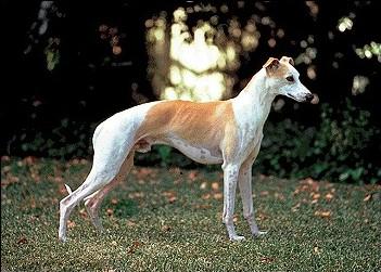 Whippet KC Breed Standard: Any colour or mixture of colours.