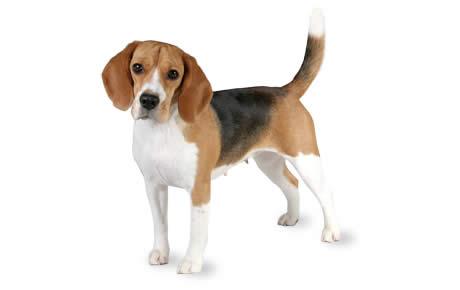 Beagle KC Breed Standard: Tricolour (black, tan and white); blue, white and tan; badger pied; hare pied; lemon pied; lemon and white; red and white; tan and white; black and white; all white.