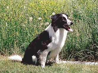 Border Collie KC Breed Standard: Variety of colours permissible. White should never predominate. Presence of black, brown (red) and true red coat colours, and black and brown nose.