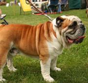 Bulldog KC Breed Standard: Whole or smut, (i.e. whole colour with black mask or muzzle). Only whole colours (which should be brilliant and pure of their sort) viz.