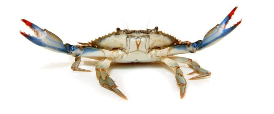 Crabs Eating crabs is very popular No license needed Remove the green stuff in crabs Green stuff acts like