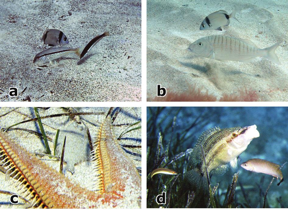 38 Fig. 2 Associations between fishes and fishes and between fishes and invertebrates around Ibiza.