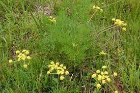 BRADSHAW S LOMATIUM Project survey indicated no presence Survey conducted late in season