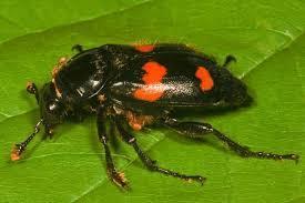 AMERICAN BURYING BEETLE Endangered species under ESA Nocturnal, carrion-feeding beetle Associate with a wide range of habitats