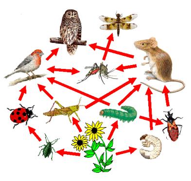 What is biodiversity? Biodiversity refers to the amount of different species that live is a given area.