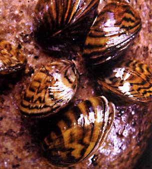 The Zebra Mussel The zebra mussel is a shell fish that was introduced to the ecosystem of the Great Lakes. Zebra mussels originally came from Russia, but later reached England, than the United States.