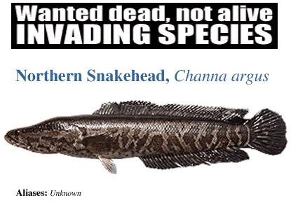 Northern Snakehead Fish Originally from China, the Northern Snakehead fish was