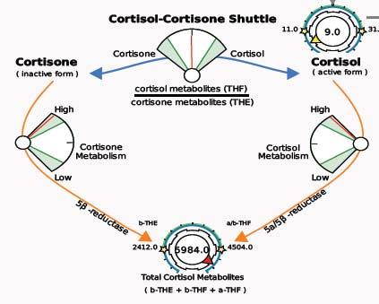 A Tale of 2 Low Cortisols Cortisol Metabolites Free