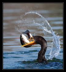 Have you ever heard of anyone using a bird to catch fish? A bird called a cormorant has been used for centuries to catch fish in certain areas of Japan and China. The cormorant is a large water bird.