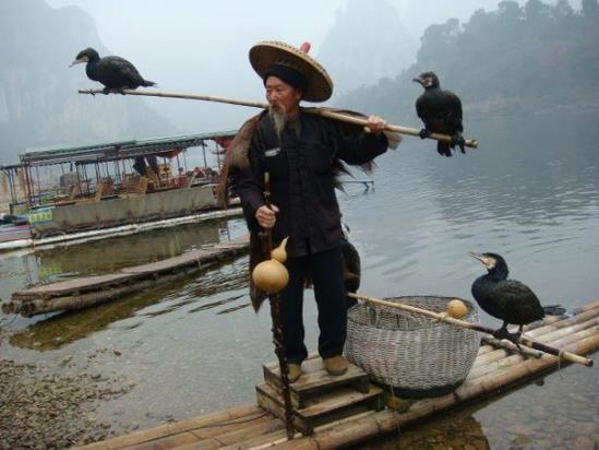 The Fishing Process Cormorant fishing in Japan has not changed much since its beginnings about 1,300 years ago. The birds are captured and carefully trained for their job.