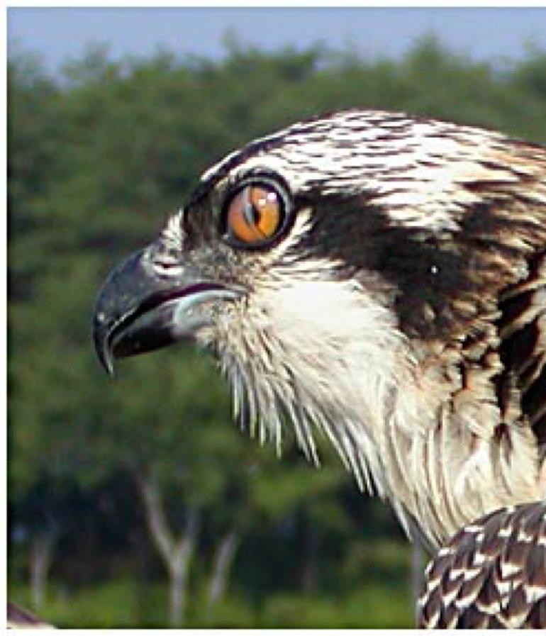 Great! Now compare your answers to the following section on Osprey Adaptations All animals and plants have design features which help them to live in their environment.