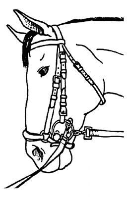 Lungeing Equipment & Proper Fit Bridle with: * Thick snaffle bit. * Reins intertwined through the throat latch when lungeing horse alone.