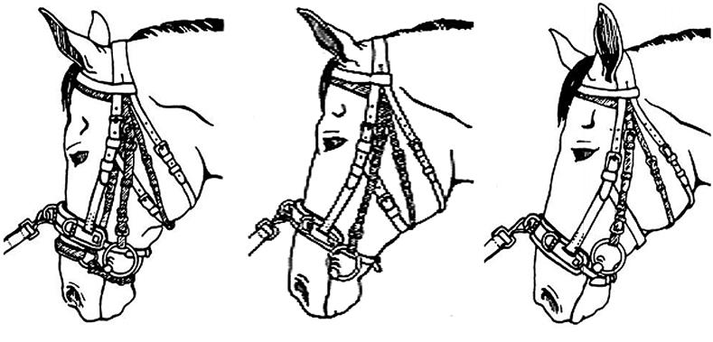 2A) * No noseband, but adjust the lunging cavesson accordingly. (See Fig. 2B & 2C) 2A. Lungeing cavesson fitted correctly on bridle with dropped noseband. 2B. Method of fitting lungeing cavesson with a bridle without a noseband.