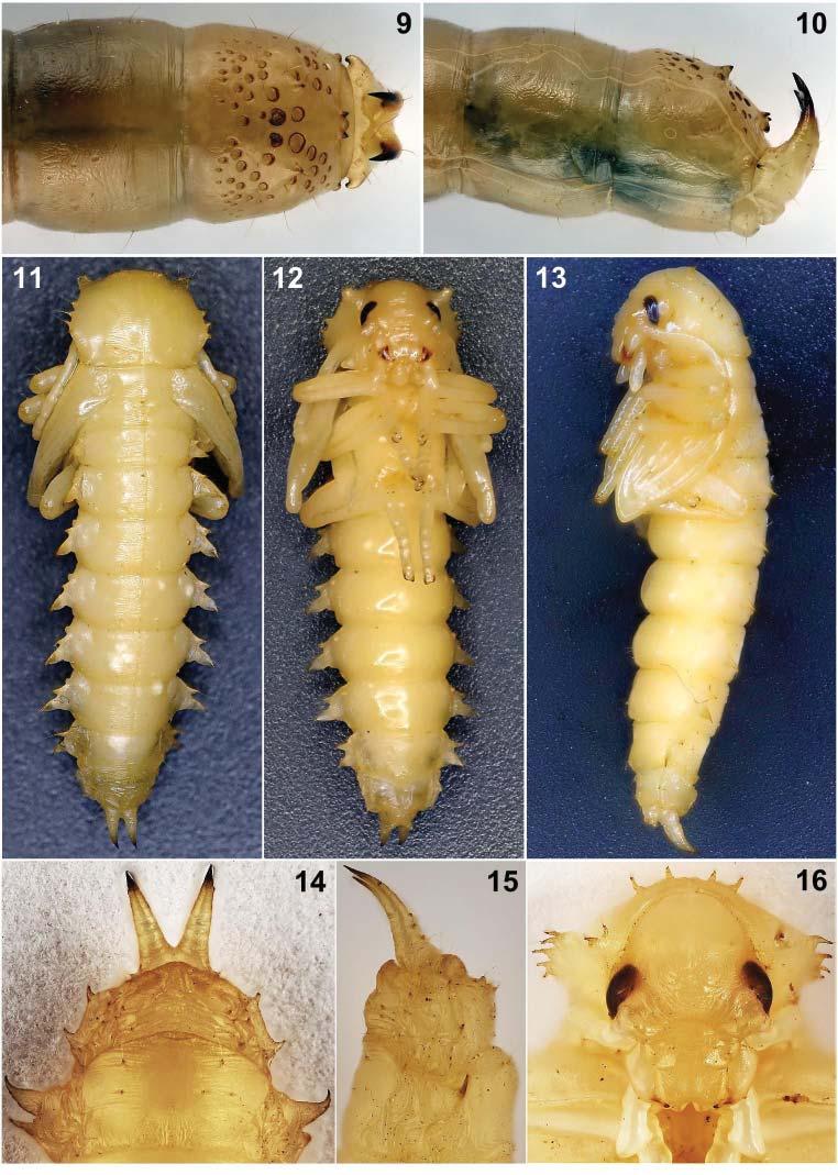 298 PURCHART & NABOZHENKO: Larva and pupa of the genus Deretus (Tenebrionidae) Figs. 9 16. Deretus spinicollis Schawaller, 2004; 9 10 larva; 11 16 pupa.