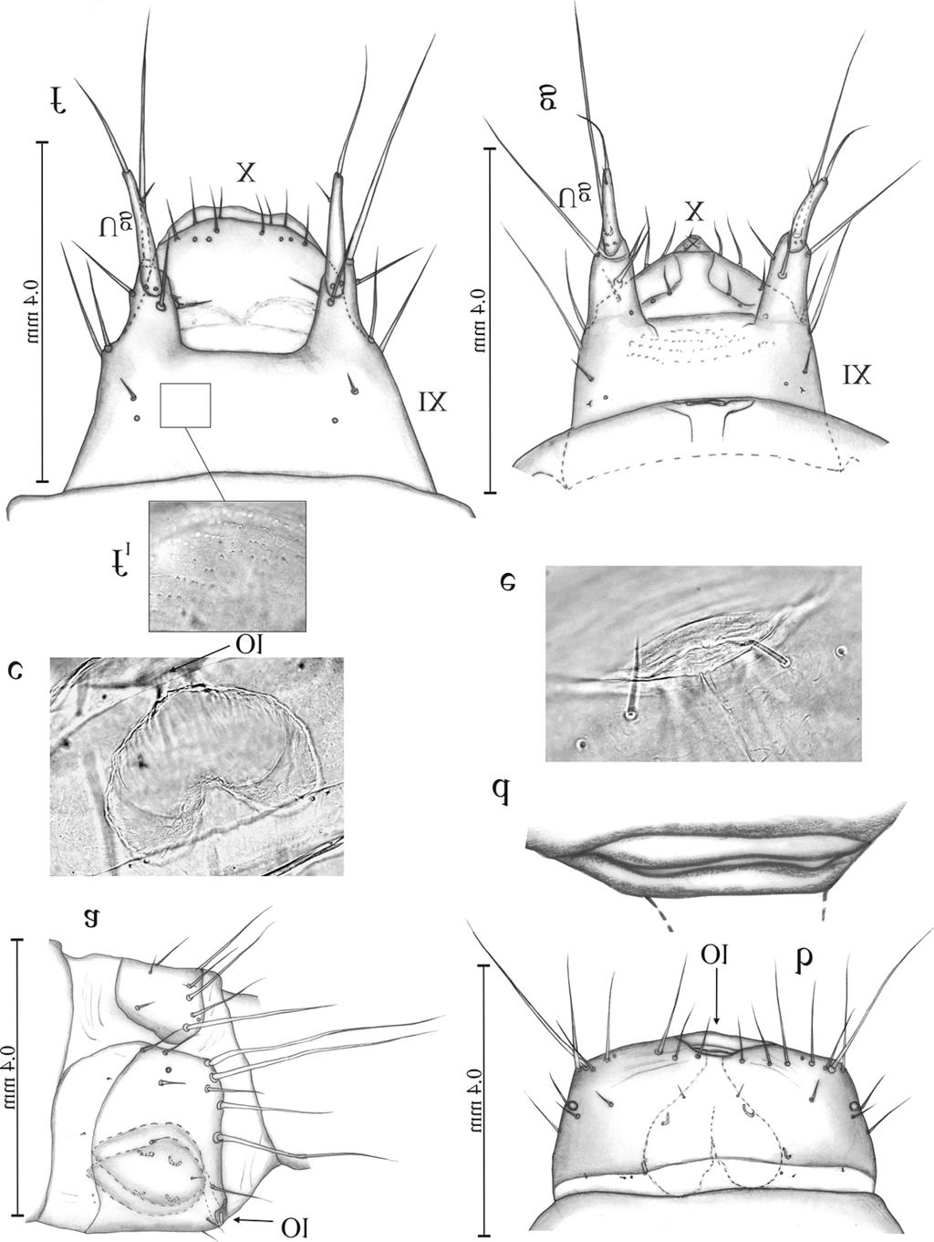 Fig. 8. Mature larva of H. picipennis (a c, f) and H. nidicola (d, g). a. Abdominal segment VIII with segmental gland in lateral view. b.