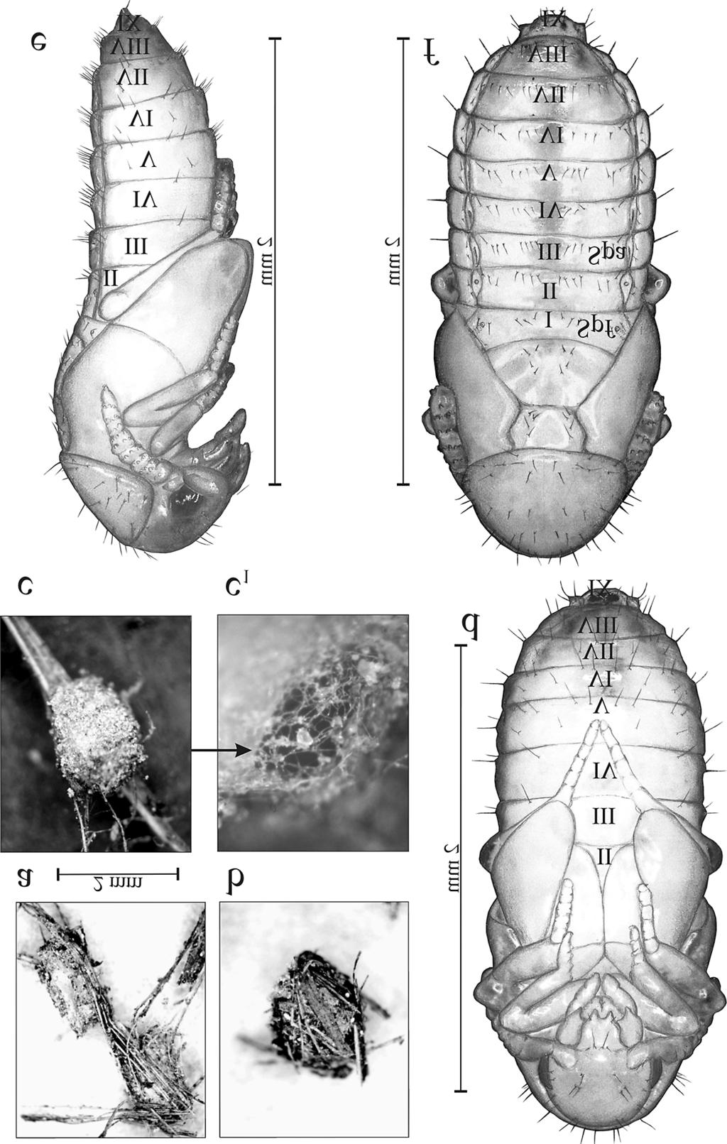 162 Staniec et al. ENTOMOL. FENNICA Vol. 21 Fig. 10. H. picipennis. a c. Cocoon. d f. Pupa, ventral view (d), lateral view (e), dorsal view (f).