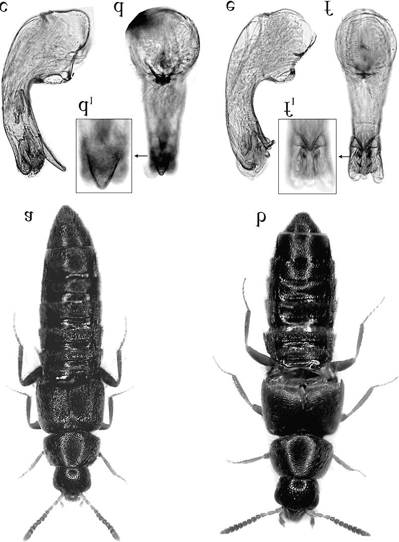 Terminal segment of female, ventral view. b. Abdominal processes with terminal prolongation. c.