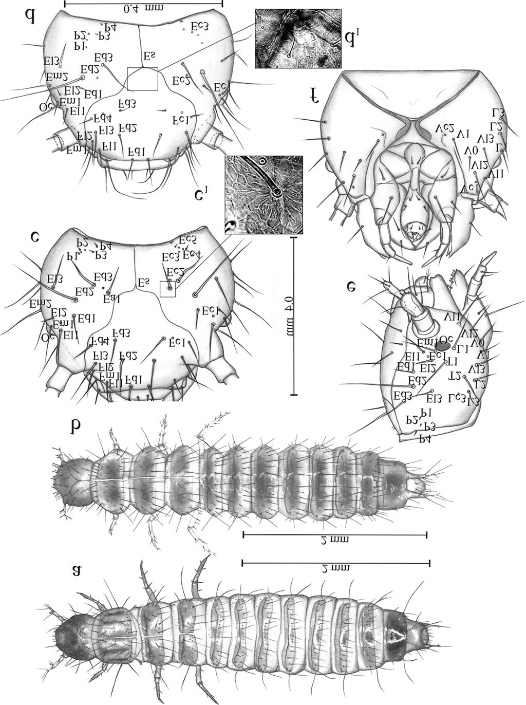 Fig 1. Mature larva of Haploglossa picipennis (a,c,e,f)andh. nidicola (b,d). a,b.general view. c f. Head, in dorsal view (c, d) with microstructure (c 1,d 1 ), lateral view (e) and ventral view (f).